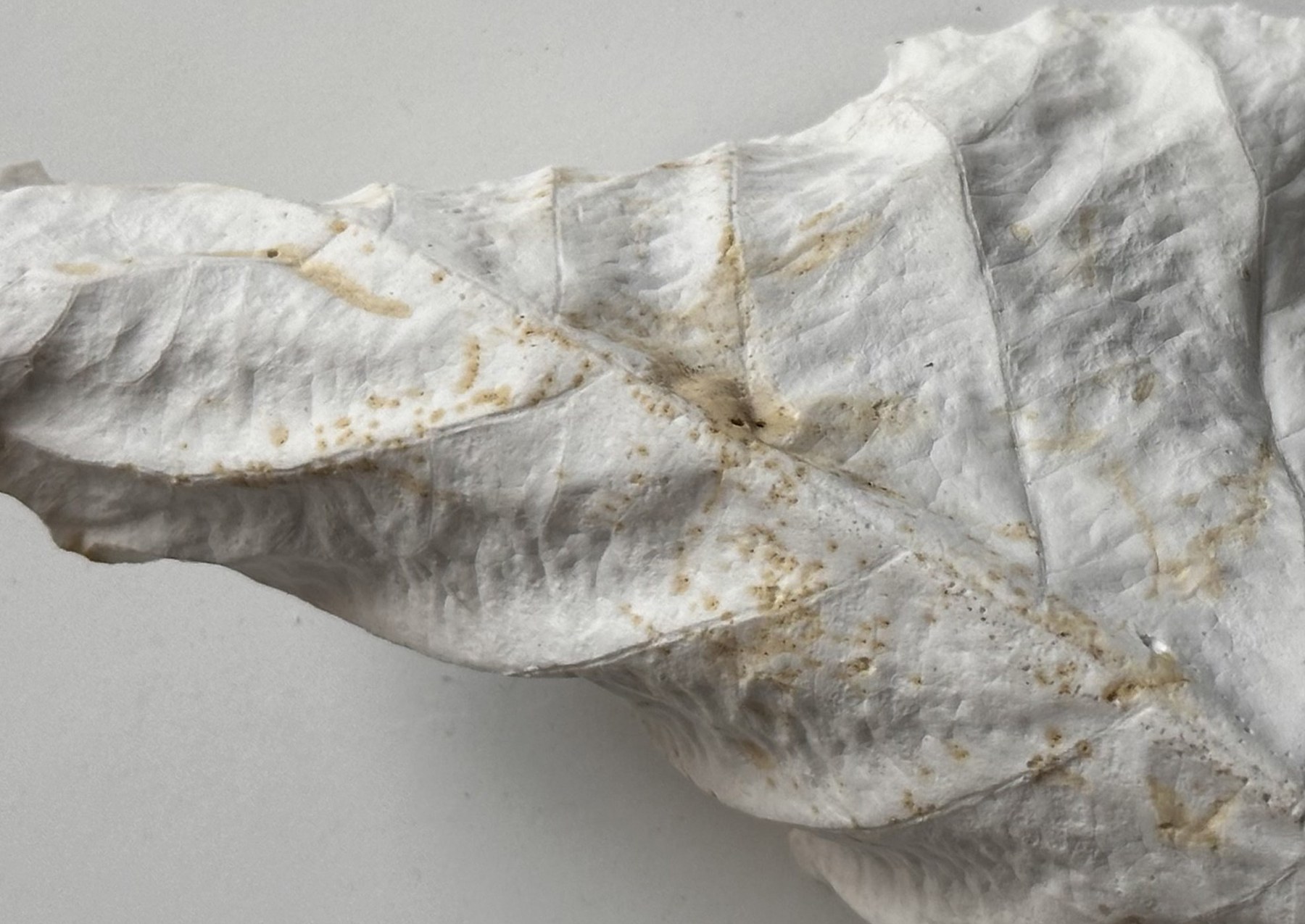 Detail of a delicate gypsum leaf cast, revealing folds and traces of natural material