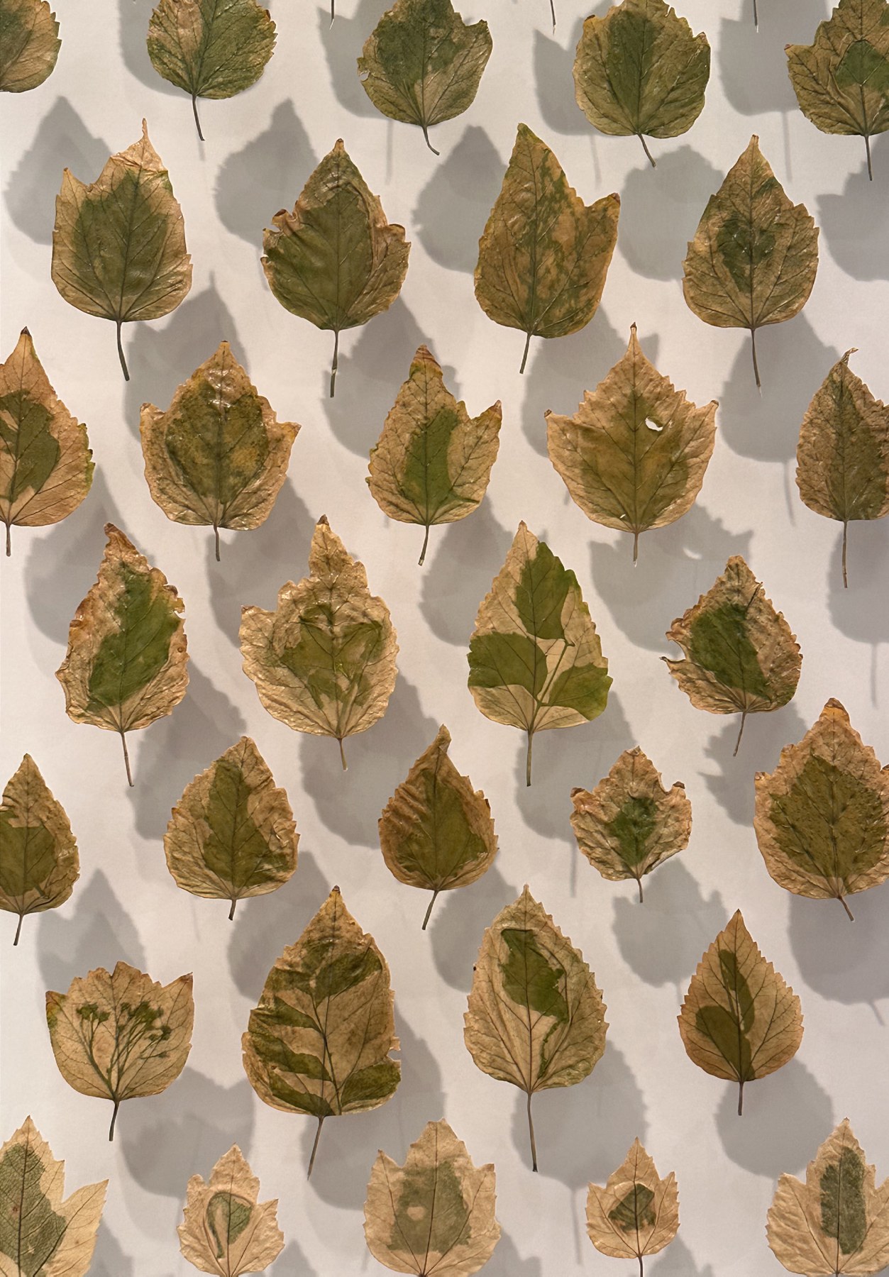 Leaves with differing tones and impressions made through sun exposure